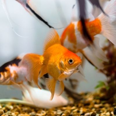 Aquariumstarterkits