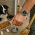 CBD olie voor katten: wat je moet weten