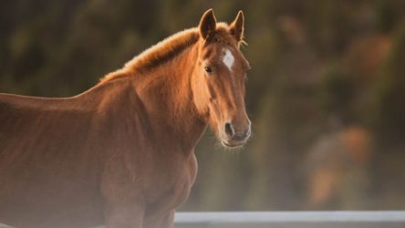 Essentiële paardenspullen voor elke ruiter en elk seizoen